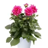 Dahlia - Georginer 19 cm