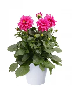 Dahlia - Georginer 19 cm