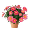 Margeritter - Argyranthemum 19 cm miks farge