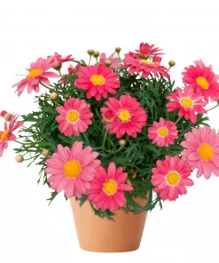 Margeritter - Argyranthemum 19 cm miks farge