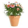 Margeritter - Argyranthemum 12 cm