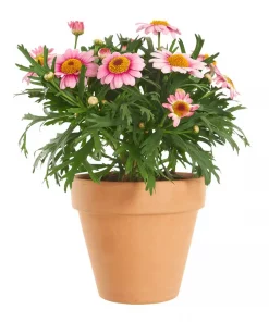 Margeritter - Argyranthemum 12 cm