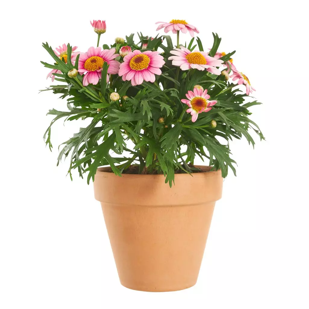 Margeritter - Argyranthemum 12 cm