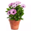 Osteospermum - Spanske Margeritter 12 cm