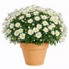 Margeritter - Argyranthemum 19 cm hvit