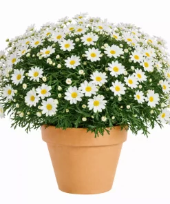 Margeritter - Argyranthemum 19 cm hvit