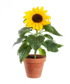 Helianthus - Solsikker 13 cm