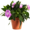 Impatiens 'New Guinea' - Flittig Lise 12 cm