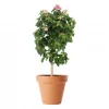 Lantana - Vandreblomst 19 cm