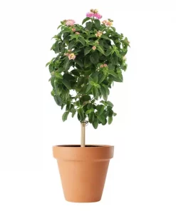 Lantana - Vandreblomst 19 cm