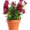 Løvemunn - Antirrhinum 19 cm