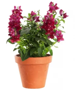 Løvemunn - Antirrhinum 19 cm