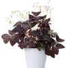 Oxalis - Gjøksyre 12 cm