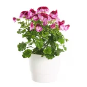 Pelargonia Engelsk småbl. 12 cm