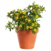 Sanvitalia - Solknapp 12 cm