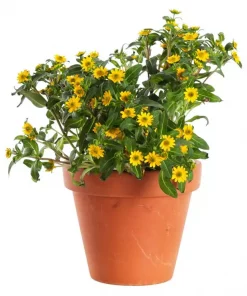 Sanvitalia - Solknapp 12 cm
