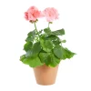 Pelargonia Zonale 12 cm