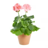 Pelargonia Zonale 12 cm