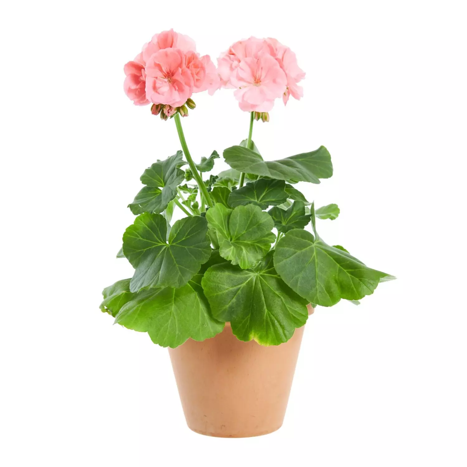 Pelargonia Zonale 12 cm