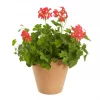 Pelargonia Slyng 12 cm