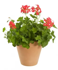 Pelargonia Slyng 12 cm