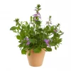 Scaevola - Femtunge 12 cm