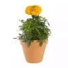Tagetes - Fløyelsblomst storbl. 12 cm