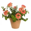 Verbena 12 cm