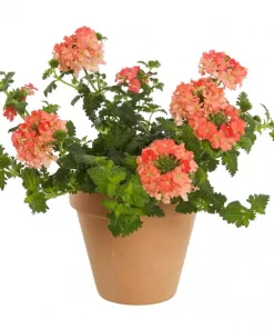 Verbena 12 cm