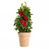Mandevilla 'Red Velvet' - Ynde 19 cm