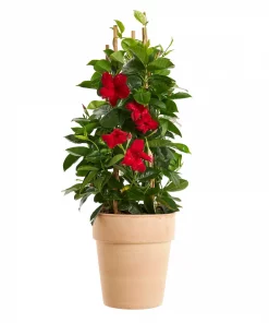 Mandevilla 'Red Velvet' - Ynde 19 cm