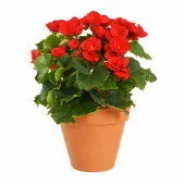Betulia 12 cm