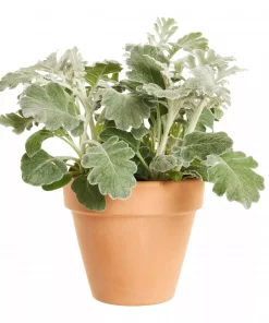 Sølvkrans 12 cm