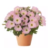 Superpetunia - Surfina storbl. 12 cm