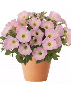 Superpetunia - Surfina storbl. 12 cm