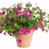 Superpetunia - Confetti 12 cm