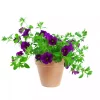 Superpetunia - Calibrachoa småbl. 12 cm