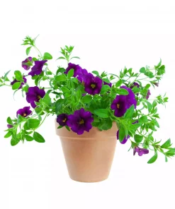 Superpetunia - Calibrachoa småbl. 12 cm