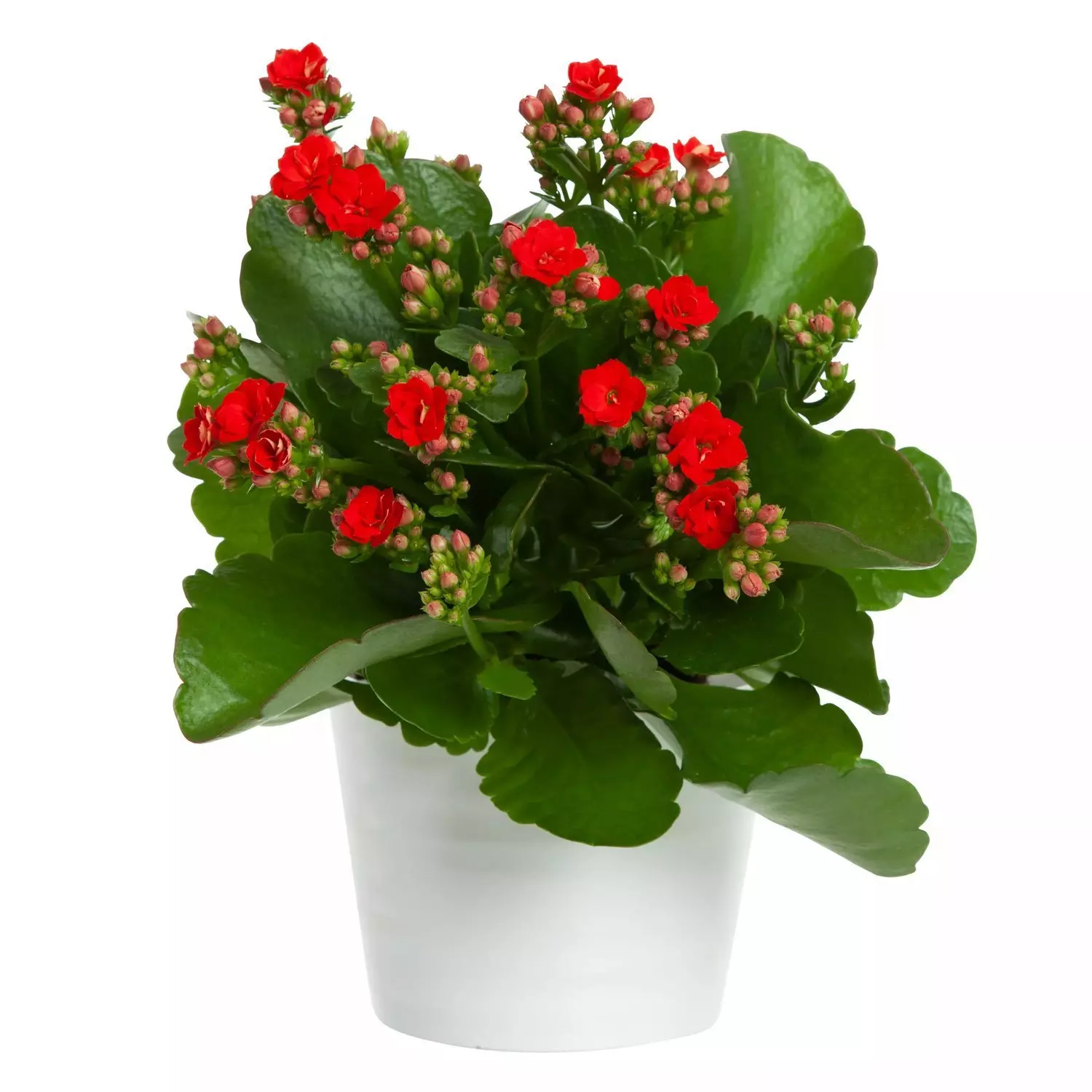 Kalanchoe - Ildtopp roseflower 11 cm