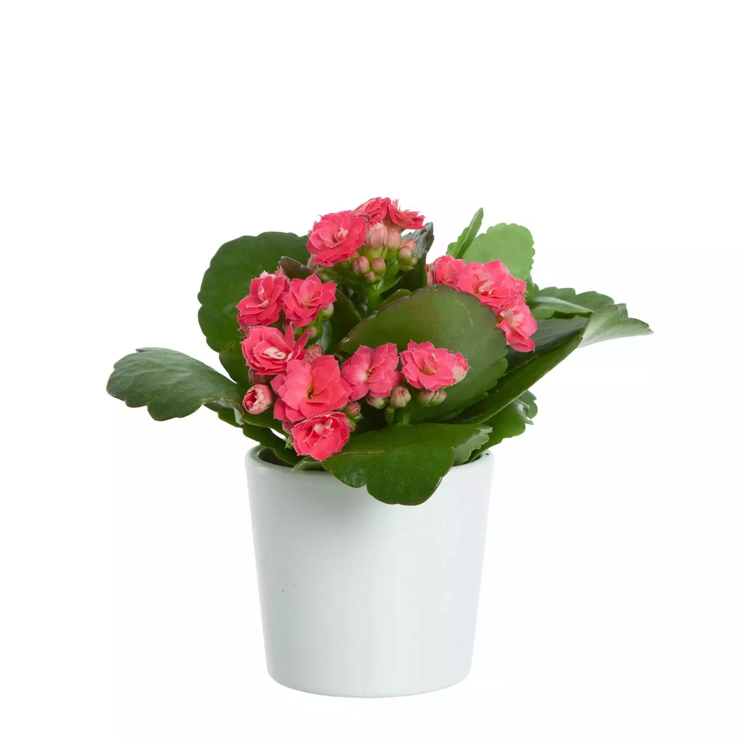 Kalanchoe - Ildtopp mini