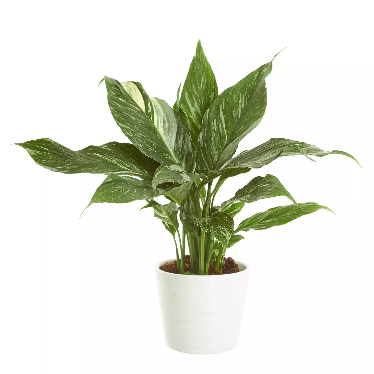 Spathyphyllum - Fredslilje Diamond 12 cm