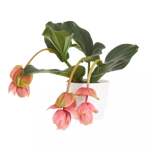 Medinilla - Rosenskjerm 14 cm