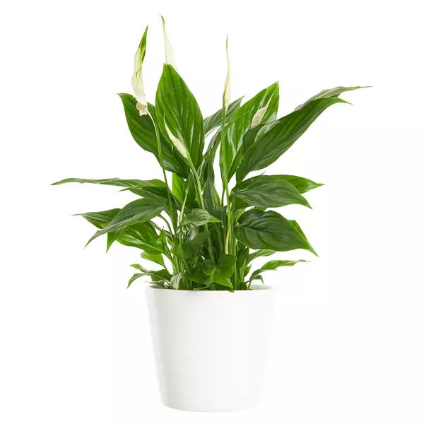 Spathyphyllum - Fredslilje 9 cm