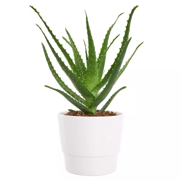 Aloe Arborescens 12 cm