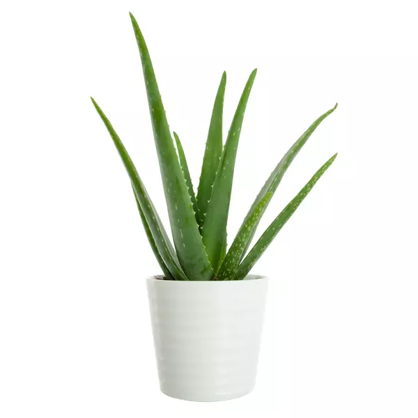 Aloe vera 12 cm
