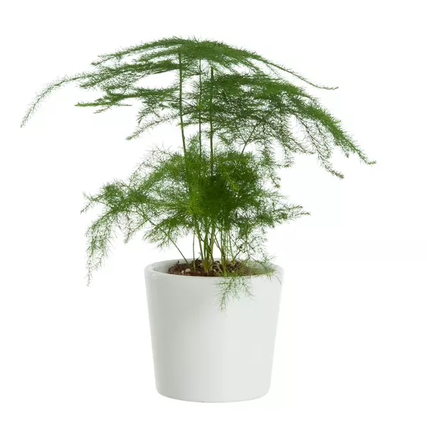 Asparagus Plumosus - Slørasparges 12 cm