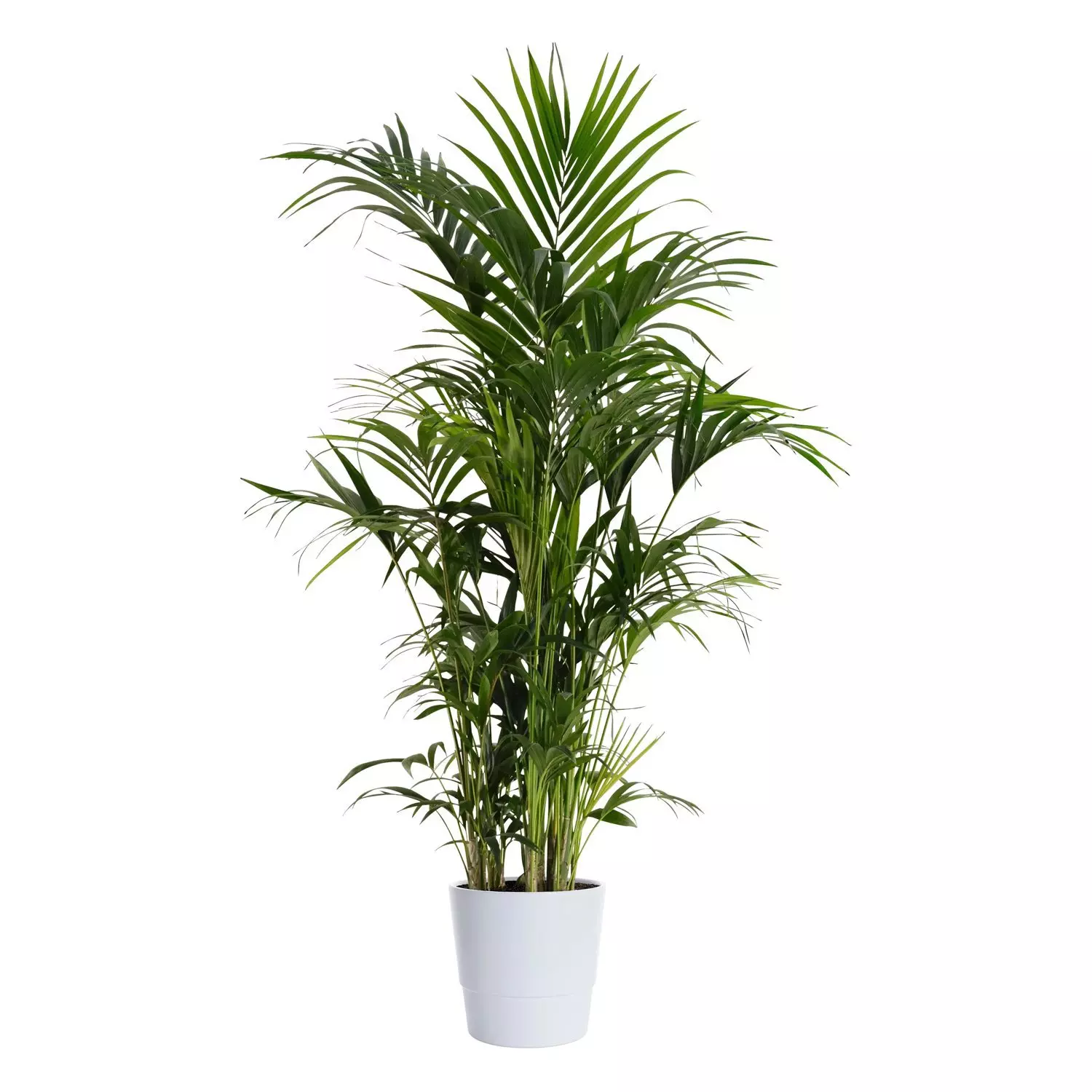 Howea Forsteriana - Kentia 27 cm