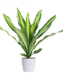 Dracaena 'Burley' - Draketre 24 cm