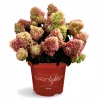 Hydrangea paniculata - Syrinhortensia 19 cm