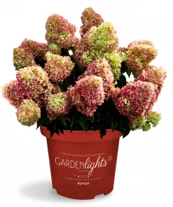 Hydrangea paniculata - Syrinhortensia 19 cm